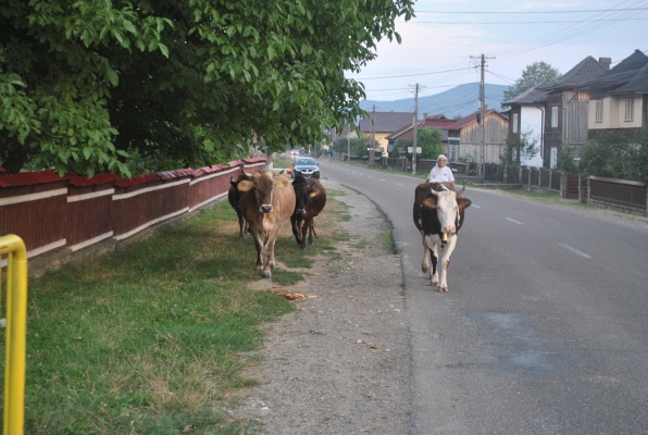 20. Večerní zahánění dobytka z pastev ve vesnici Manastirea Humorului